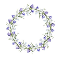 White and purple crocuses with green leaves in realistic style. Botanical watercolor round wreath for spring designs, wedding invitations, greeting cards, branding, packaging, textile patterns.
