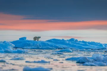 Fotobehang Ijsbeer A polar bear on a blue iceberg at dawn in Vikinge Fjord, Scorseby Sund, Greenland. There is a beautiful warm orange glow on the horizon, which is reflected in the arctic waters between the ice floes.  © Rixie