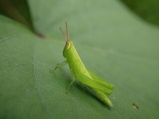 green grasshopper on a leaf