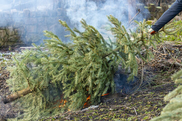 Man Places a Norway Spruce Tree onto Winter garden Bonfire After it was Used as a Christmas Tree for the Holidays