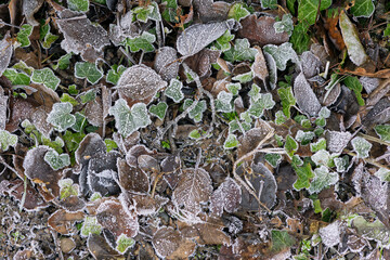 Hoarfrost Covered Ivy and Beech Leaves and Ground Cover Plants in Winter