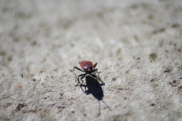 red bug on the ground