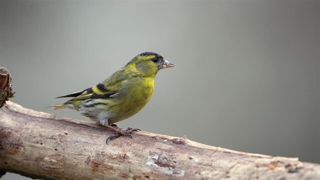 Eurasian Siskin (Spinus spinus) Feeding in a Forest Environment