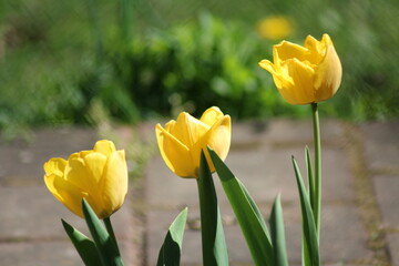 Fototapeta premium yellow tulips in spring