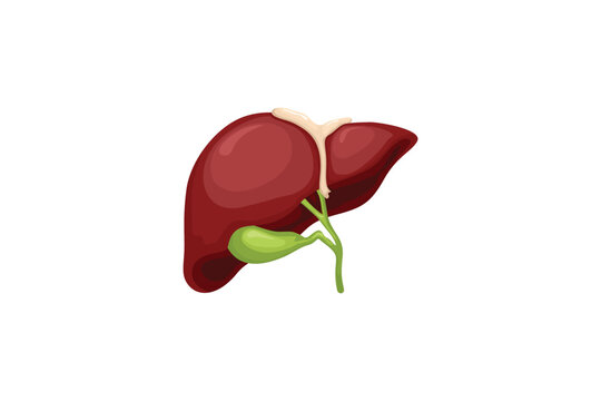 Realistic liver anatomy structure. Liver system organ vector, gall bladder digestive organ. Human liver for medical purposes