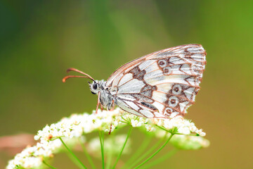 Marbled white (Melanargia galathea) butterfly sitting on Cow Parsley flowers in spring green field, profile view