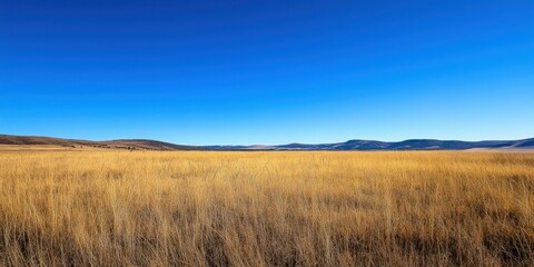 Obraz premium A peaceful countryside landscape featuring tall, dry grass under a clear blue sky