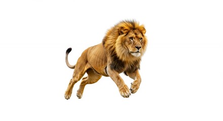 Obraz premium Majestic lion jumping powerful animal image