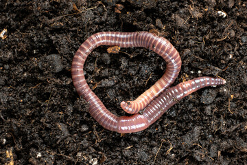 Macro Shot of Earthworm on Moist Soil Surface