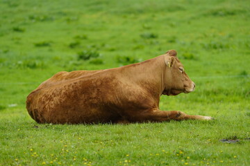 The Limousin cattle breed originates from the Limousin region of the same name in central France. Leinewiesen Hanover, Germany.