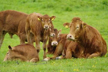 The Limousin cattle breed originates from the Limousin region of the same name in central France. Leinewiesen Hanover, Germany.