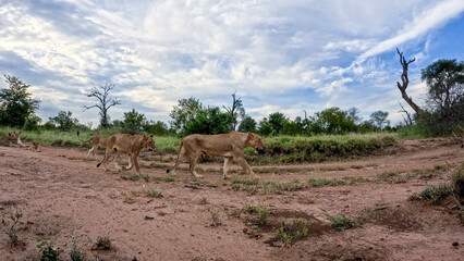 Kruger National Park in South Africa allows you to observe a variety of wild animals very closely, providing a unique African experience