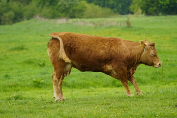 The Limousin cattle breed originates from the Limousin region of the same name in central France....