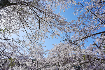 満開の忍野八海の桜