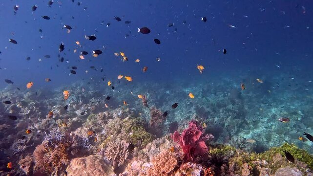 Thompson's surgeonfish, blue-streak fusiliers and yellowtail damselfish on a coral reef.