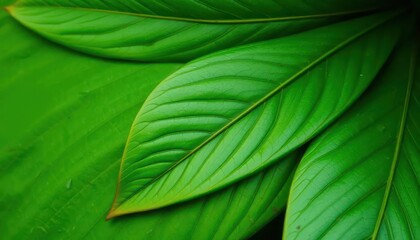 Vibrant Green Tropical Leaves