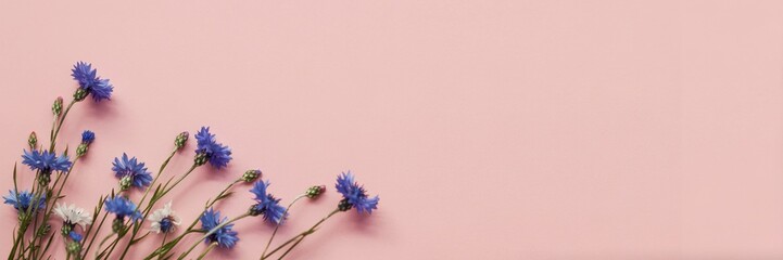 Delicate Blue Cornflowers on Pink Background Floral Arrangement