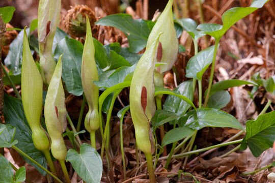 Aronstab (Arum) Pflanze mit vielen Bl&uuml;ten, Giftpflanze
