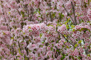 Japanische Blütenkirsche (Prunus serrulata) mit vielen rosa Blüten