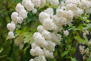 Gewöhnlicher Schneeball (Viburnum opulus) Strauch mit weißen Blüten 