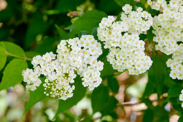 Schlehdorn (Prunus spinosa) Schlehe, Strauch mit weiße Blüten