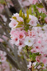 Japanische Blütenkirsche (Prunus serrulata) mit vielen rosa Blüten