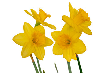 Fototapeta premium Narcyz. Żonkil. 