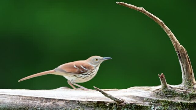 Brown Thrasher feeding on a dead Cedar log in spring