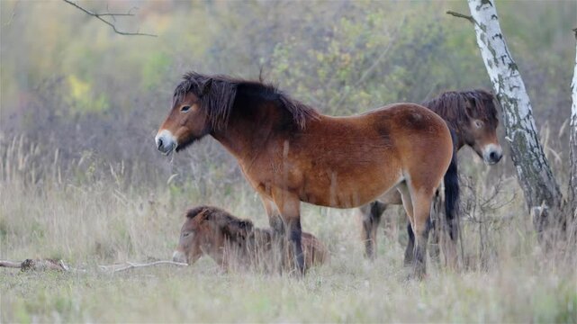 Wild Exmoor Ponies and Foals Resting in Grass