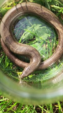 Legless lizard slithering inside transparent glass container resting on verdant grassland