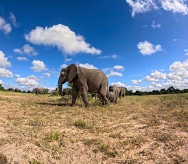 Fototapeta premium Kruger National Park in South Africa allows you to observe a variety of wild animals very closely, providing a unique African experience