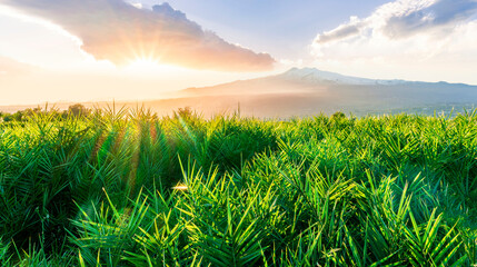 amazing green grass highland valley during sunset or sunrise with beautiful evening landscape of great mountrain and nice cloudy sky