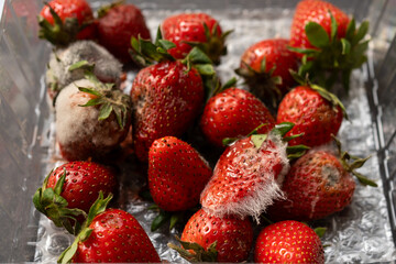 Rotten strawberries with large white fungal mold on a black background in a plastic patch.