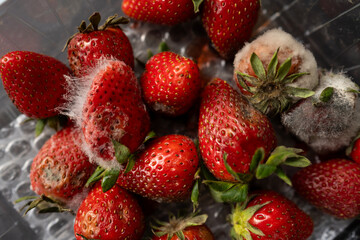 Rotten strawberries with large white fungal mold on a black background in a plastic patch.