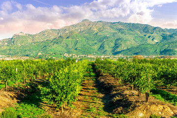 Fototapeta premium nature background of green fruit garden at sunset or sunrise with rows of gerden plantation with young summer trees