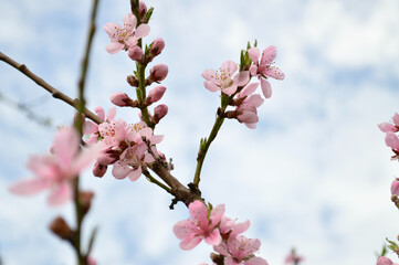 Pink blossoms bloom gracefully on a branch under a soft, cloudy blue sky, a spring scene.