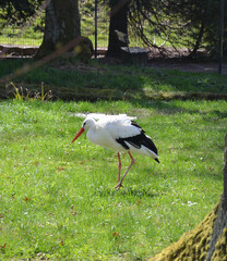 Storch