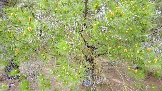 Radiata pine branches with green needles and cones in a sunny forest