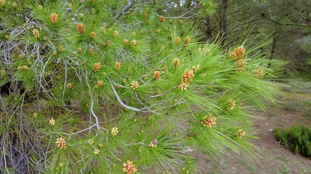 Radiata pine showing young cones in spring forest