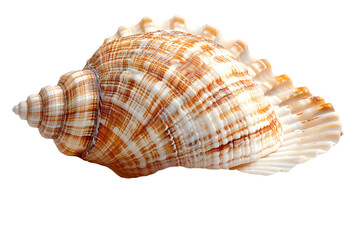 Obraz premium Seashell with ocean, beach, and texture.