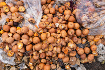 Top-down view of a large quantity of rotting, cut oranges piled together, highlighting food spoilage and organic waste issues.