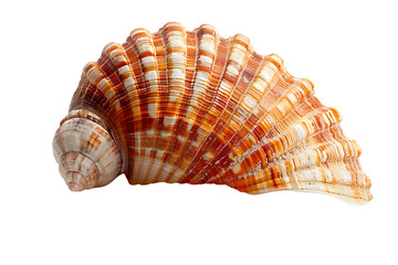 Obraz premium Seashell with ocean, brown, and striped.