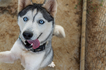 High-angle view of an excited Siberian Husky looking up eagerly with blue eyes and open mouth, possibly jumping or begging.