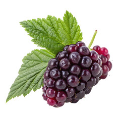 Fototapeta premium A currant isolated on a transparent background