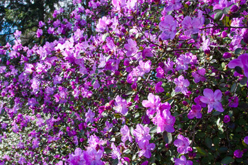Obraz premium Blooming Azalea Flowering Plants Closeup Photo. Blossoming Decorative magenta Buds Flowers And Green Leaves Branches. Colorful purple rhododendron flowers large bush in sunny day.