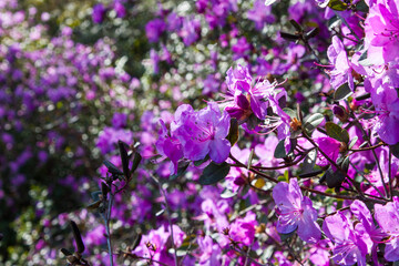 Fototapeta premium Blooming Azalea Flowering Plants Closeup Photo. Blossoming Decorative magenta Buds Flowers And Green Leaves Branches. Colorful purple rhododendron flowers large bush in sunny day.