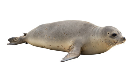 Isolated Harbor Seal Resting on a White Background © Laura