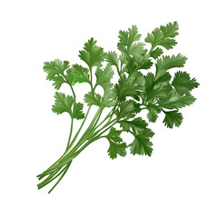 coriander vegetable on an isolated and transparent background
