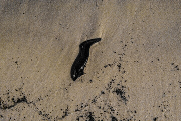 Black piece of something in the sand