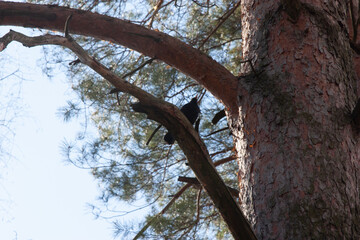 Common blackbird on a branch of a pine tree in the park against the background of the blue sky. The songbird.